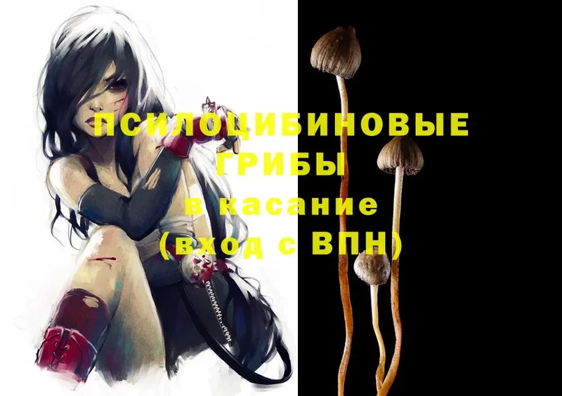 Галлюциногенные грибы Psilocybe  Арск 